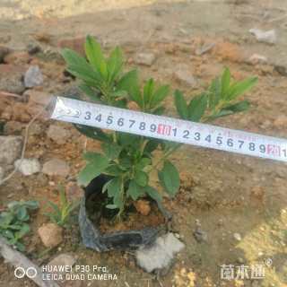 高度20厘米杜鹃