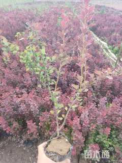 高度40厘米紫叶小檗