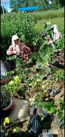 白桦