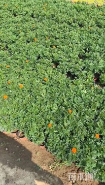 高度8厘米孔雀草