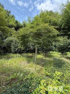 高度120厘米羽毛枫