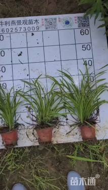 高度30厘米金边麦冬