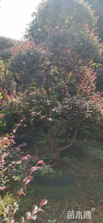 3公分造型红花继木桩