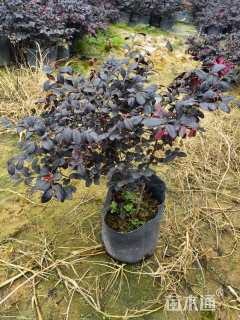 高度38厘米红花继木