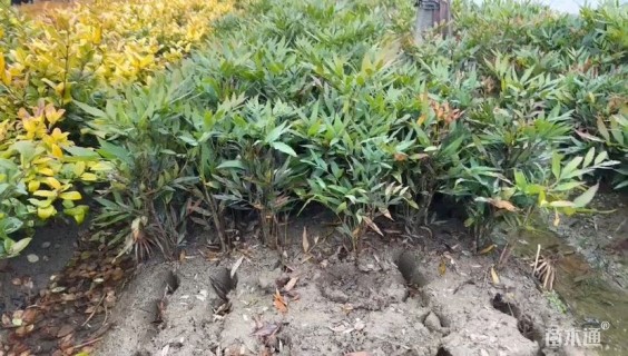 高度30厘米狭叶十大功劳