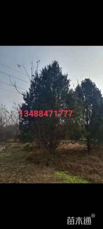 高度700厘米白皮松