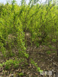 高度250厘米珍珠梅