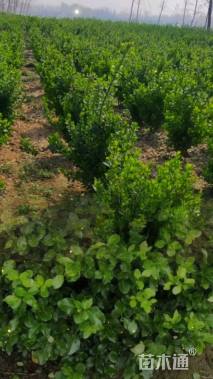 冠幅50厘米胶东卫矛球