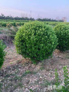 冠幅150厘米海桐球