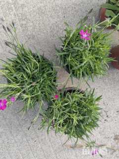 高度15厘米地被石竹