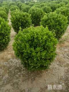 冠幅110厘米大叶黄杨球