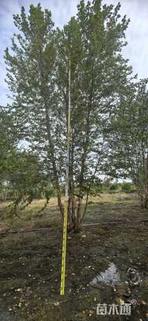 高度1000厘米丛生河桦