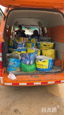 高度20厘米花叶芒