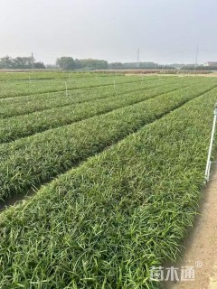 高度30厘米兰花三七草