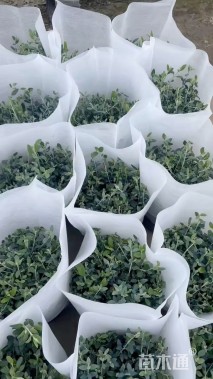 高度30厘米水果兰球