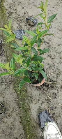 高度40厘米巴西野牡丹