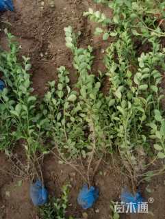 高度60厘米卫矛小苗