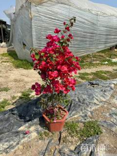 高度80厘米潮州红三角梅