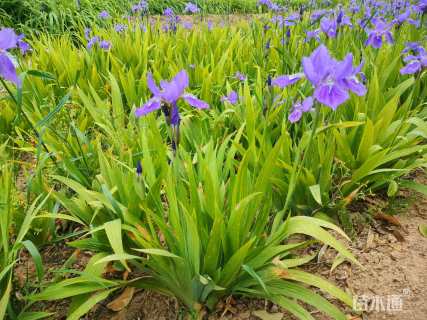 高度25厘米蓝花鸢尾