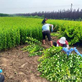 高度60厘米红王子锦带