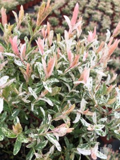 高度30厘米杞柳