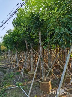 12公分桃花心木