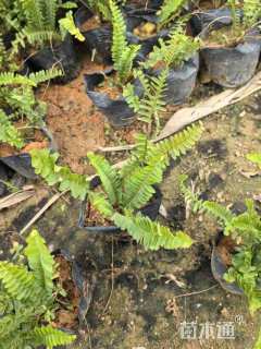 高度20厘米排骨草