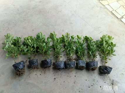 高度25厘米海桐