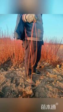 高度1厘米红瑞木