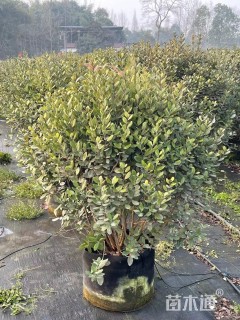 高度100厘米菲油果
