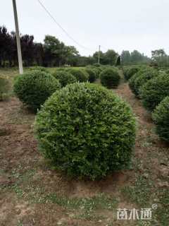 冠幅150厘米小叶女贞球