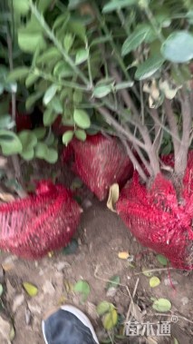 高度150厘米北海道黄杨