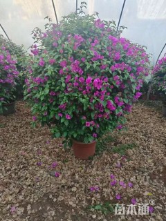 冠幅80厘米三角梅球