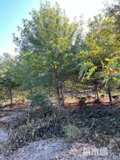 16公分北美红栎