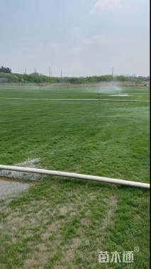 四季青草坪种子