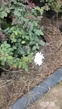 高度30厘米月季