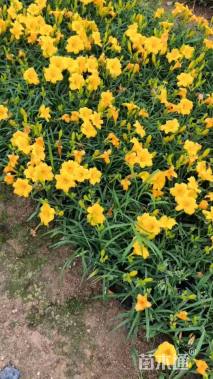 高度15厘米金娃娃萱草