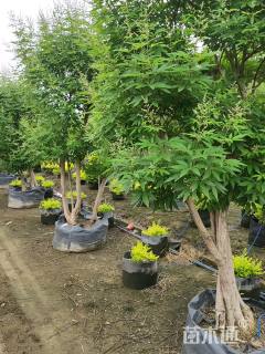 穗花牡荆