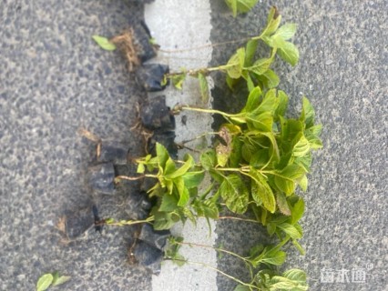 高度40厘米八仙花