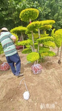 8公分造型亮晶女贞