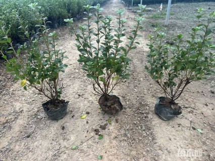 高度60厘米龟甲冬青