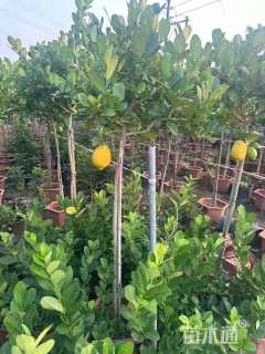 高度120厘米柠檬