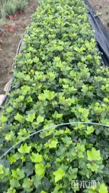 20厘米熊掌木