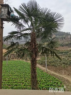 裸干高500厘米棕榈