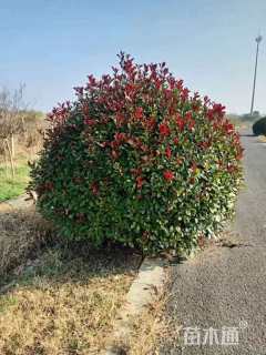 冠幅280厘米红叶石楠球