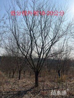 18公分朴树