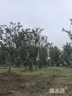 15公分(5杆)丛生朴树