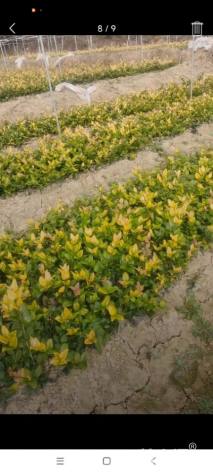 高度50厘米小叶女贞