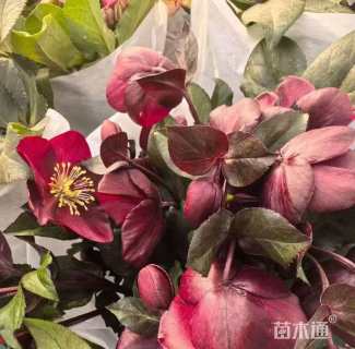 高度20厘米铁筷子