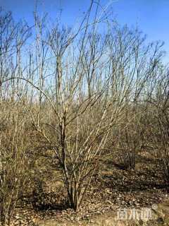 高度250厘米丛生金银木